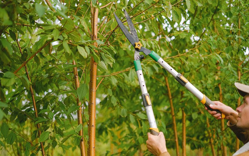 Tree trimming in La Vergne, TN